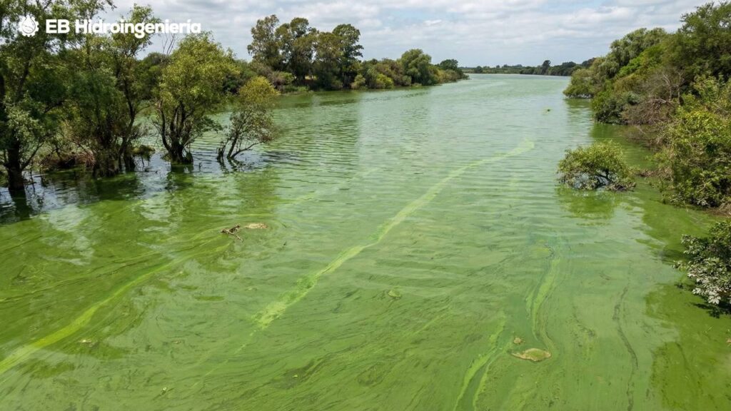 Laguna con floraciones algales en Uruguay, donde la baja circulación del agua y el calor favorecen el crecimiento de algas.