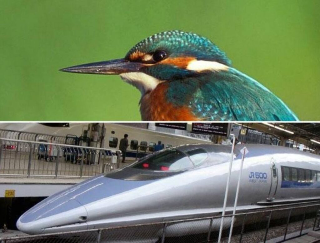 Comparación del morro del tren bala japonés y el pico del martín pescador como ejemplo de biomímesis.
